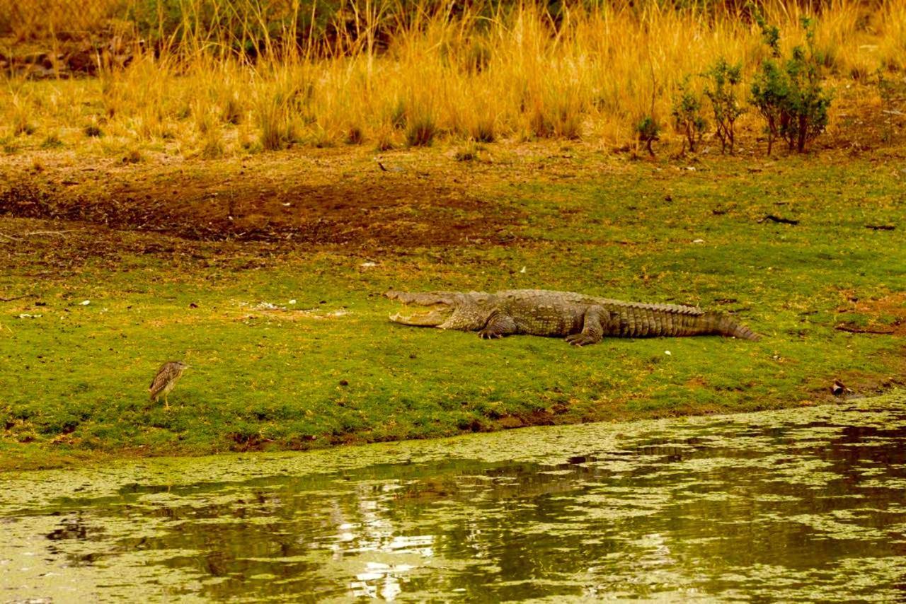 Aura Wildlife Camp And Resorts Marchula エクステリア 写真
