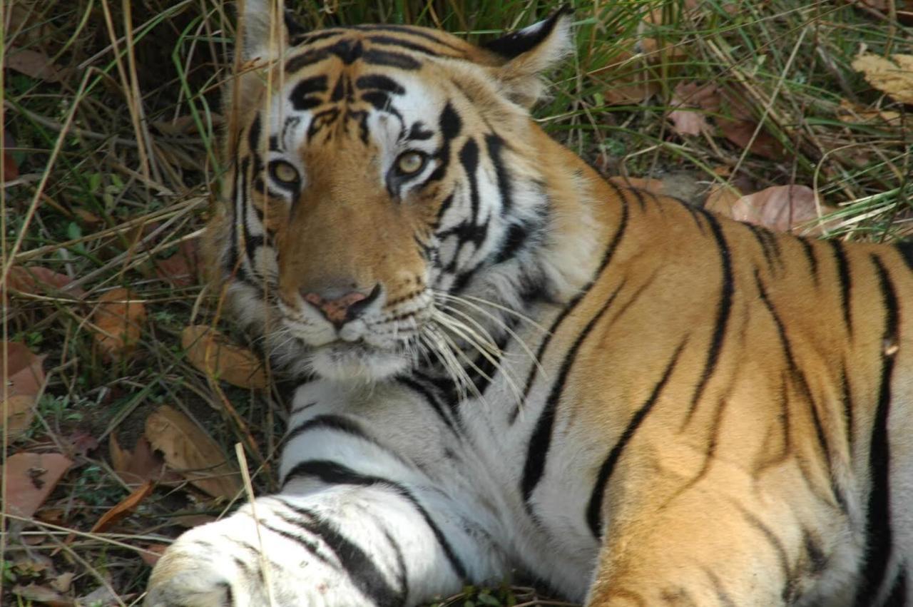 Aura Wildlife Camp And Resorts Marchula エクステリア 写真