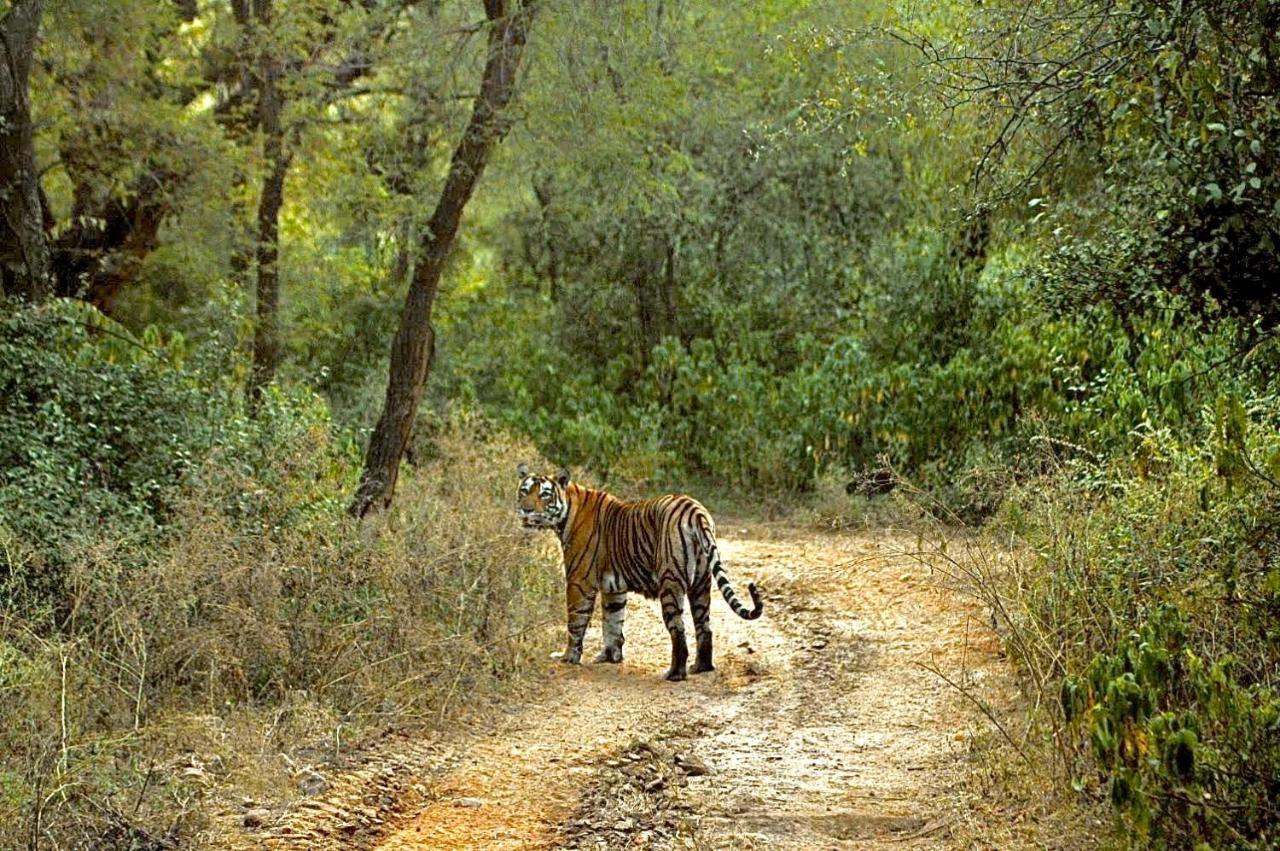 Aura Wildlife Camp And Resorts Marchula エクステリア 写真